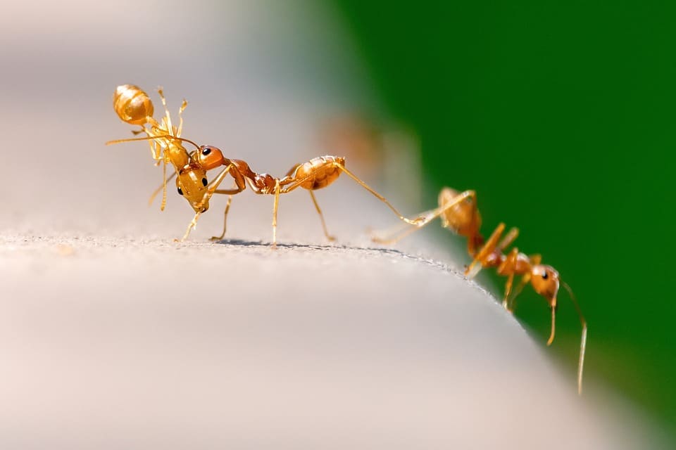 Se débarasser des fourmis